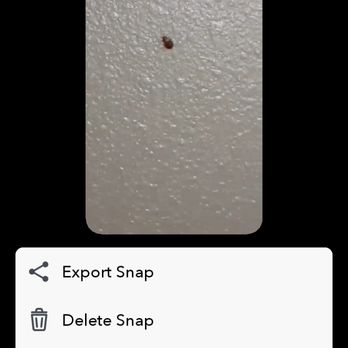 Quality Inn - this was one of the bugs crawling on the wall coming out of the headboard - Hotels Near Me - Lagrange, Georgia Quality Inn - this was one of the bugs crawling on the wall coming out of the headboard - Hotels Near Me - Lagrange, Georgia