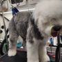 Photo of Lazy Daisy Mobile Pet Spa
