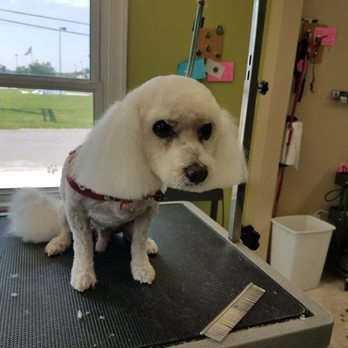 Spa 4 Paws - Pet Groomers Near Me - Edwardsville, Illinois Spa 4 Paws - Pet Groomers Near Me - Edwardsville, Illinois