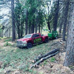 Mr Tree Specialist