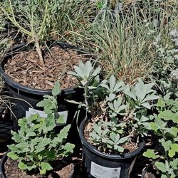 Mojave Bloom Nursery - Desert plants, including white sage!