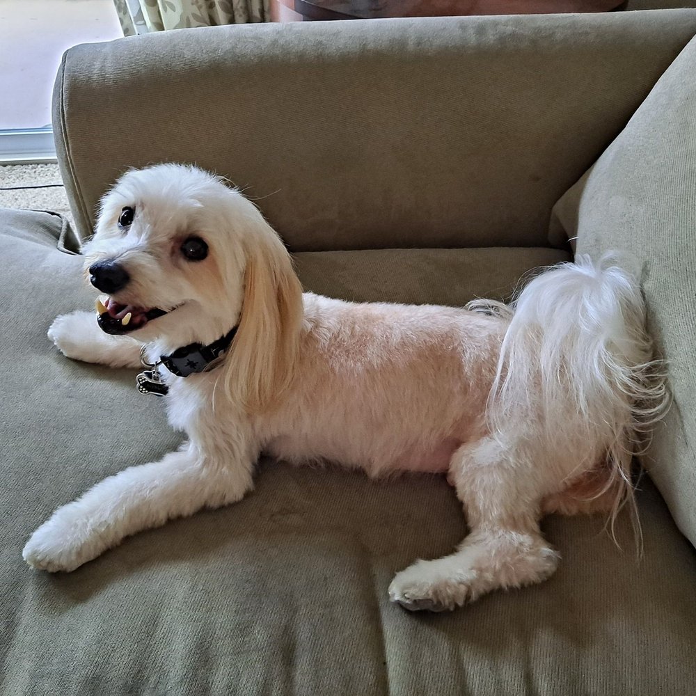 Very well groomed dog Very well groomed dog