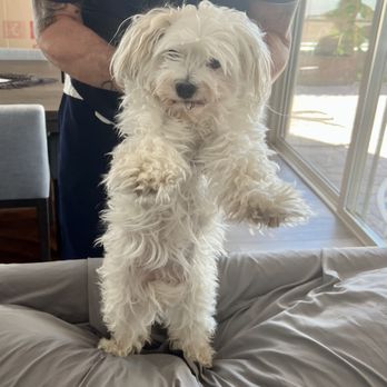Cosmopawlitan Mobile Dog Grooming - Before 1st groom - Pet Groomers Near Me