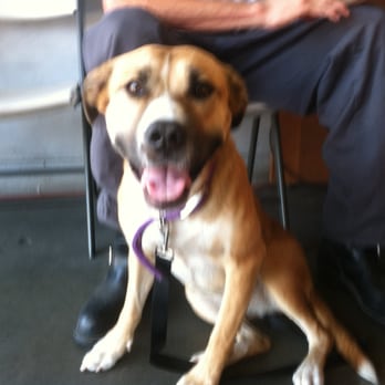 Official Test Only - Lil'-Smog Dogs - Smog Check Stations Near Me - Granada Hills, California