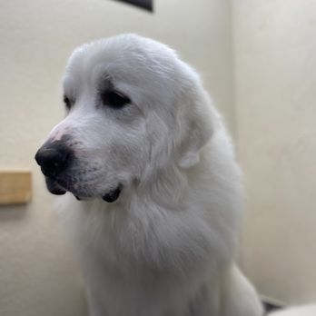 Biscuits Pet Resort - My Groomer is amazing!!! - Pet Boarding Near Me - Show Low, Arizona Biscuits Pet Resort - My Groomer is amazing!!! - Pet Boarding Near Me - Show Low, Arizona
