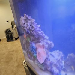 Instant Reef Aquarium Decorations