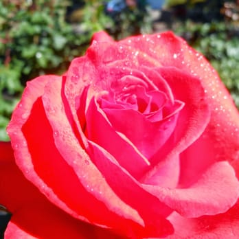 Garden Solutions - Plant Healthcare - Landscaping Near Me Garden Solutions - Plant Healthcare - Landscaping Near Me