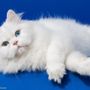 Photo of Ethereal Persians