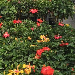 Bultema Farms & Greenhouses