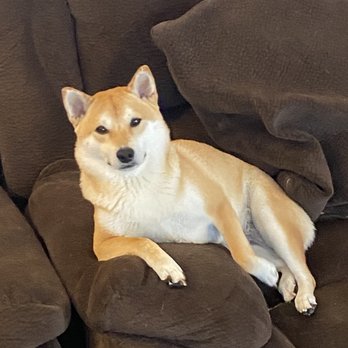 Dandi Puppies - Nakana - Pet Breeders Near Me