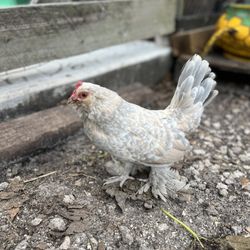 My Little Farm Davie