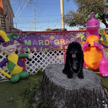 The Dog Bar - Dog Parks Near Me - Houston, Texas The Dog Bar - Dog Parks Near Me - Houston, Texas