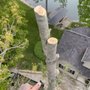 Photo of DB Tree Service