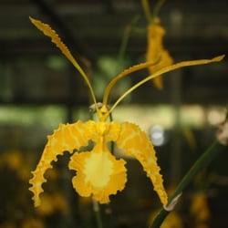 Schwerter Orchideenzucht