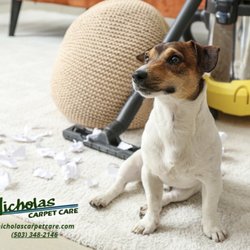 Nicholas Carpet Care - Still noticing a pet smell after cleaning your carpet? Pet accidents can leave odors behind even when the carpet looks clean on the surface