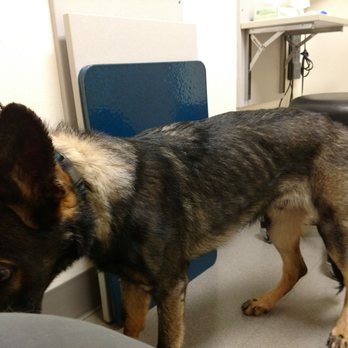 University K9 - The day we picked up our dog from University K9 after "board and train." He had kennel cough pneumonia. - Pet Training Near Me - Clackamas, Oregon