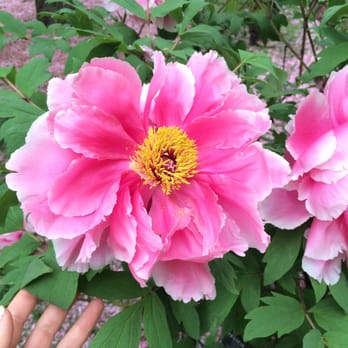 Brooklyn Botanic Garden - Tree peonies... GORGEOUS - Botanical Gardens Near Me - Brooklyn, New York Brooklyn Botanic Garden - Tree peonies... GORGEOUS - Botanical Gardens Near Me - Brooklyn, New York