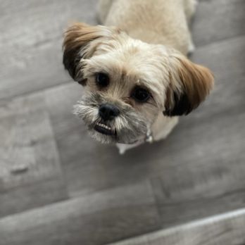 Brush N Pupps Grooming - Morena - Pet Groomers Near Me - Moreno Valley, California