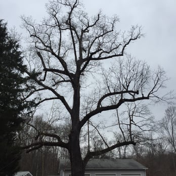 Releaf Tree Works - a bare tree in front of a garage - Tree Services Near Me - Charlotte, North Carolina Releaf Tree Works - a bare tree in front of a garage - Tree Services Near Me - Charlotte, North Carolina