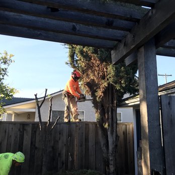 JC Tree Experts - Tree Services Near Me JC Tree Experts - Tree Services Near Me