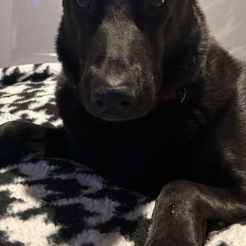 Palmdale Veterinary Hospital - My sweet girl they helped. - Veterinarians Near Me - Palmdale, California Palmdale Veterinary Hospital - My sweet girl they helped. - Veterinarians Near Me - Palmdale, California