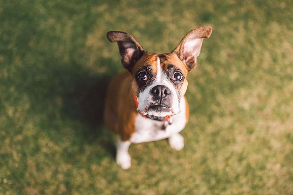 NORTHWEST ANIMAL CARE Updated October 2024 30 Photos & 100 Reviews