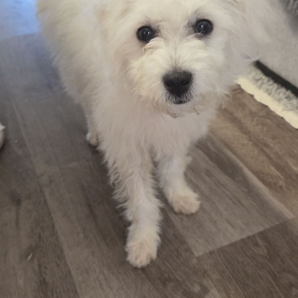 Xaviers Training - Pet Training Near Me - Highland, California Xaviers Training - Pet Training Near Me - Highland, California