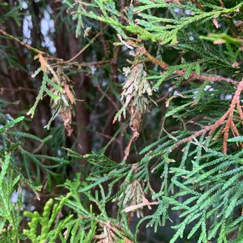 Anti Pest Chicagoland - This is what they look liked. Look like normal dead leaves, but inside were worms! Ughh! - Pest Control Near Me Anti Pest Chicagoland - This is what they look liked. Look like normal dead leaves, but inside were worms! Ughh! - Pest Control Near Me