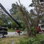 Photo of Solutions Tree Services