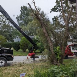 Solutions Tree Services