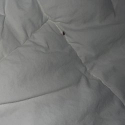 Comfort Inn Splash Harbor - Bed bug on the top of the comforter