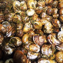 La Maiolica - Lumache di terra. Con ricetta tradizionale Urbaniese