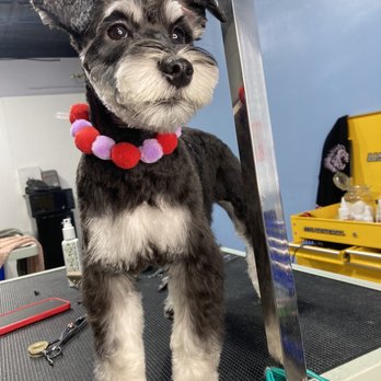 Groom By Harry - After - Pet Groomers Near Me