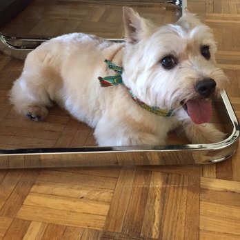 Canine Clips - Pet Groomers Near Me - Toronto, Ontario Canine Clips - Pet Groomers Near Me - Toronto, Ontario