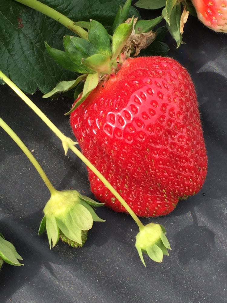 Saevang Strawberry Farm Logo