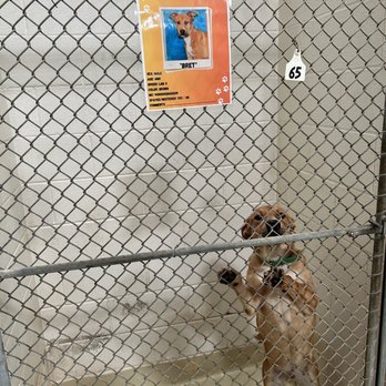 Concho Valley Paws - Animal Shelters Near Me - San Angelo, Texas