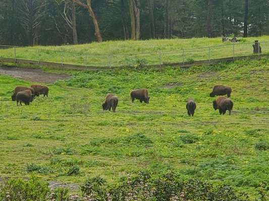 Bison Paddock by null