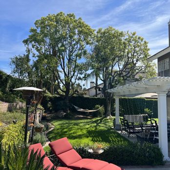 Ortega's Jr Tree Service - Front of trees after lacing - Tree Services Near Me - Riverside , California