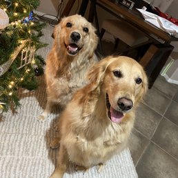 The pups always look so nice after their grooming! The pups always look so nice after their grooming!