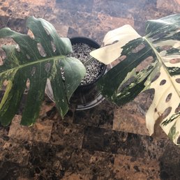 TRUE Monstera deliciosa albo variegata LIEBM(right), and monstera borsiginia aurea (left)