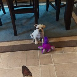 Caliber Kennels - 3yo Frenchton and 10week old Frenchton