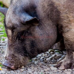 Wildpark Freisen