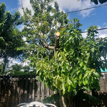 Specialized Tree Care - After - Tree Services Near Me - Doral, Florida Specialized Tree Care - After - Tree Services Near Me - Doral, Florida
