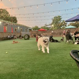  dog in a grassy area with string lights
