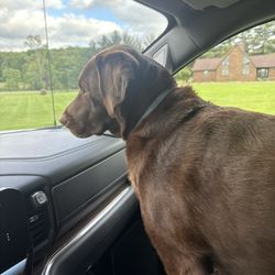 Canine Kingdom - My chocolate lab Murry