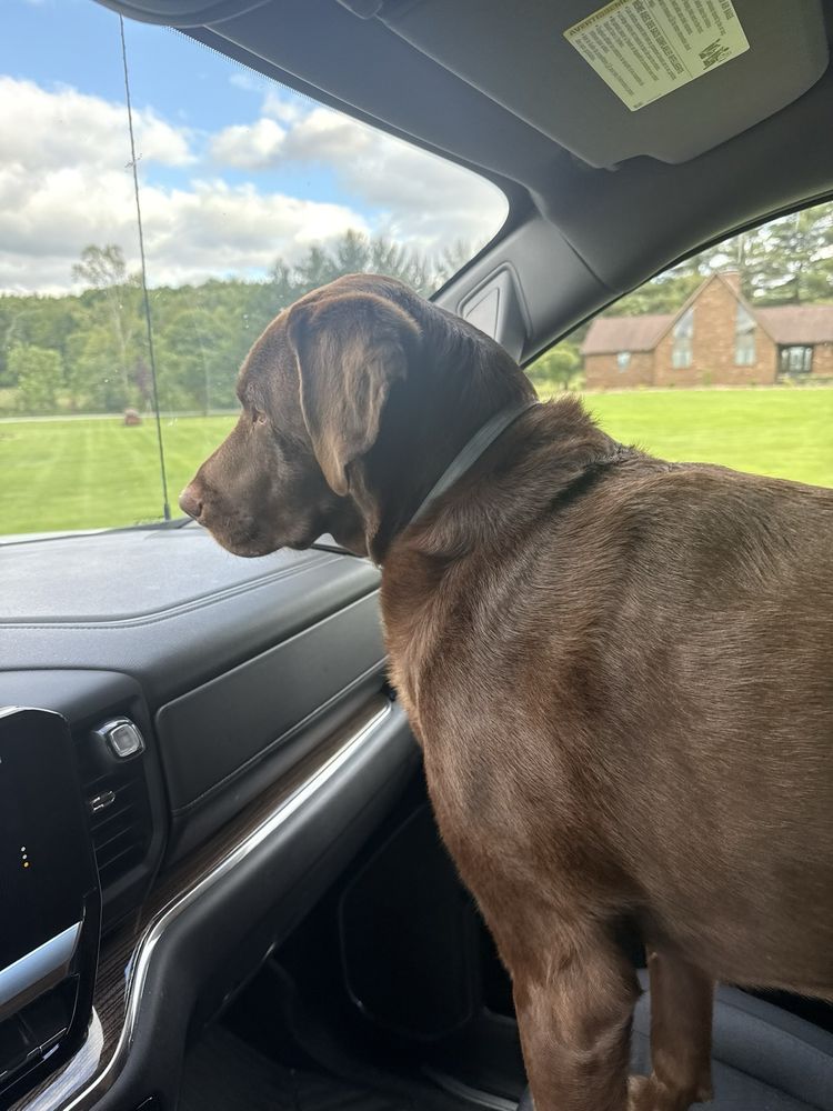 Canine Kingdom - pet boarding facility in Vanport, PA