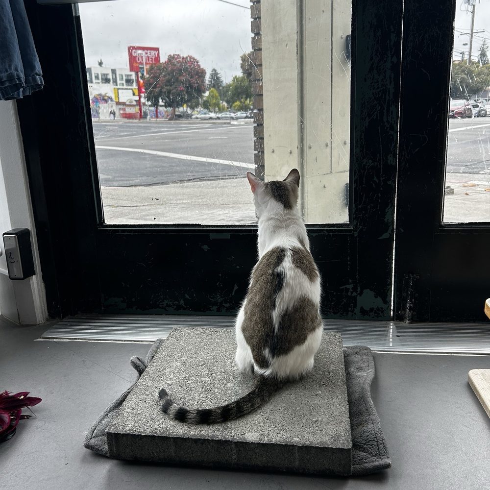 Cat Town - Animal Shelters Near Me - Oakland, California Cat Town - Animal Shelters Near Me - Oakland, California