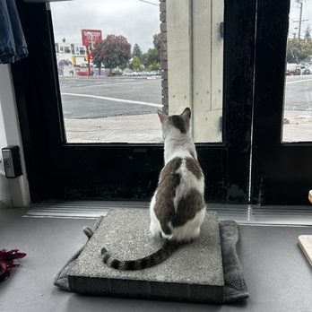 Cat Town - Animal Shelters Near Me - Oakland, California Cat Town - Animal Shelters Near Me - Oakland, California