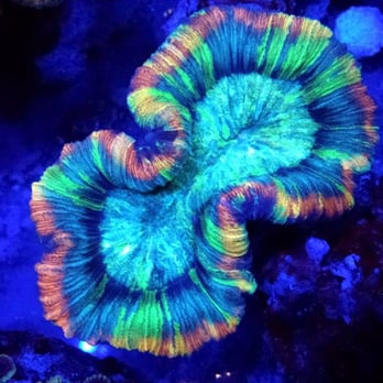 Coralguy - Pet Stores Near Me - Tulsa, Oklahoma