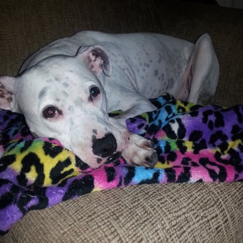 Tucson VetCalls - Pet Services Near Me - Tucson, Arizona Tucson VetCalls - Pet Services Near Me - Tucson, Arizona